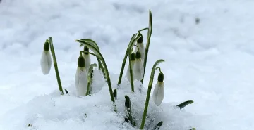 Кокичета цъфнаха на Нова година! Какъв знак е това?