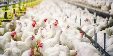 Сега пък птичи грип! Избиват хиляди кокошки