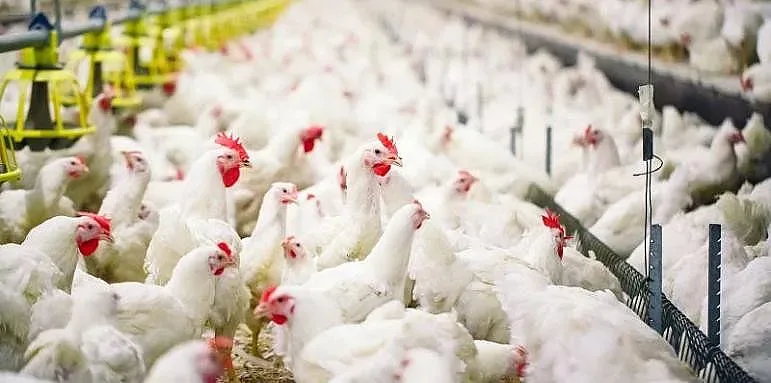 Сега пък птичи грип! Избиват хиляди кокошки