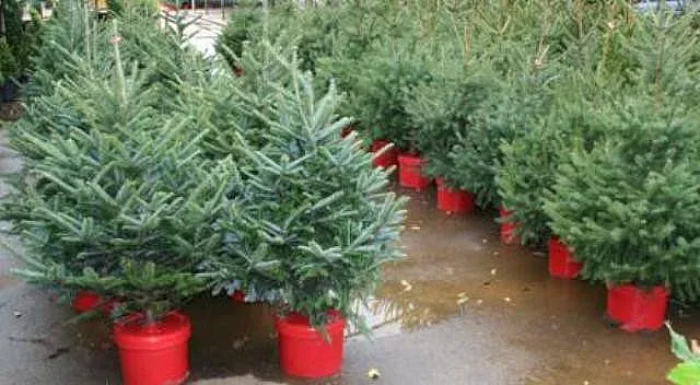 Какво да правим с живите коледни елхи след празниците