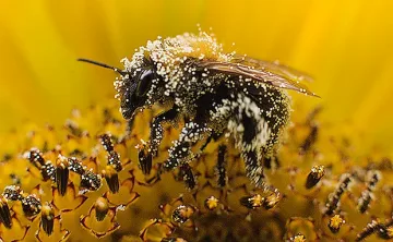 Куриоз! Кошери на пчели пълни с кокаин вместо мед