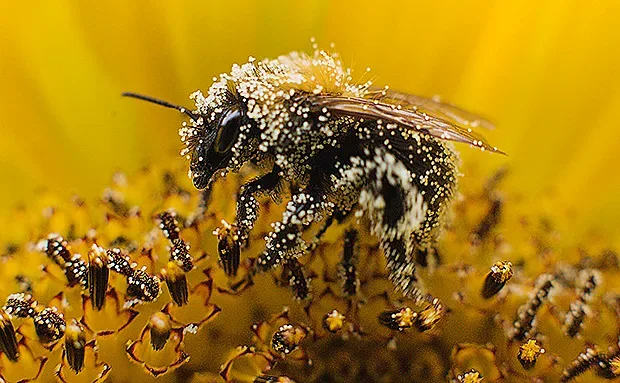 Куриоз! Кошери на пчели пълни с кокаин вместо мед