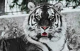 С какъв тоалет да посрещнем Годината на Тигъра