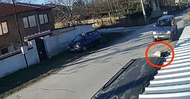 Ще има ли ефективна присъда за мъжа, прегазил нарочно куче?