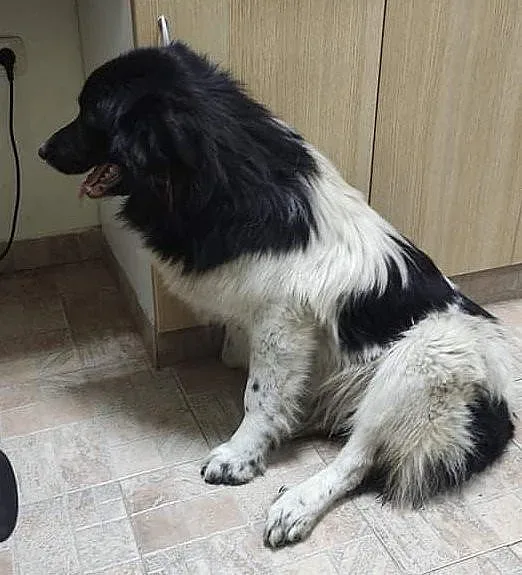 Арестуваха шофьор, прегазил куче на Бъдни вечер