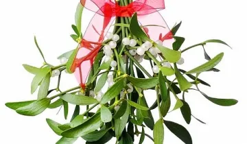 Символът на Коледа, за който се знае най-малко