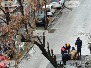 Пърлиха и разфасоваха прасе на улицата в центъра на Пловдив