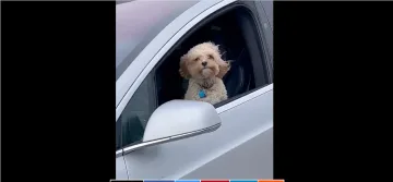 Нов хит в социалните мрежи: кучета шофират сами Tesla