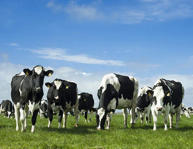 Нидерландия унищожава добитъка си. Kаква е причината