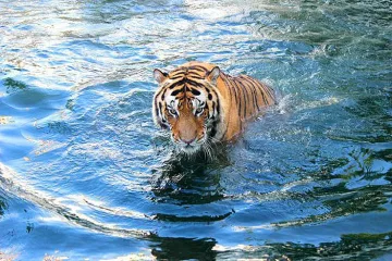 Посрещнете Годината на Тигъра с банкнота в портфейла