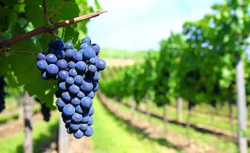 Лозари и винари не харесват стратегията за сектора, искат нова