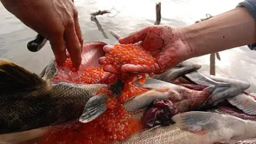 Уловът на сьомга с 20% повече, но червеният хайвер поскъпва