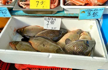 Сафридът измества шарана