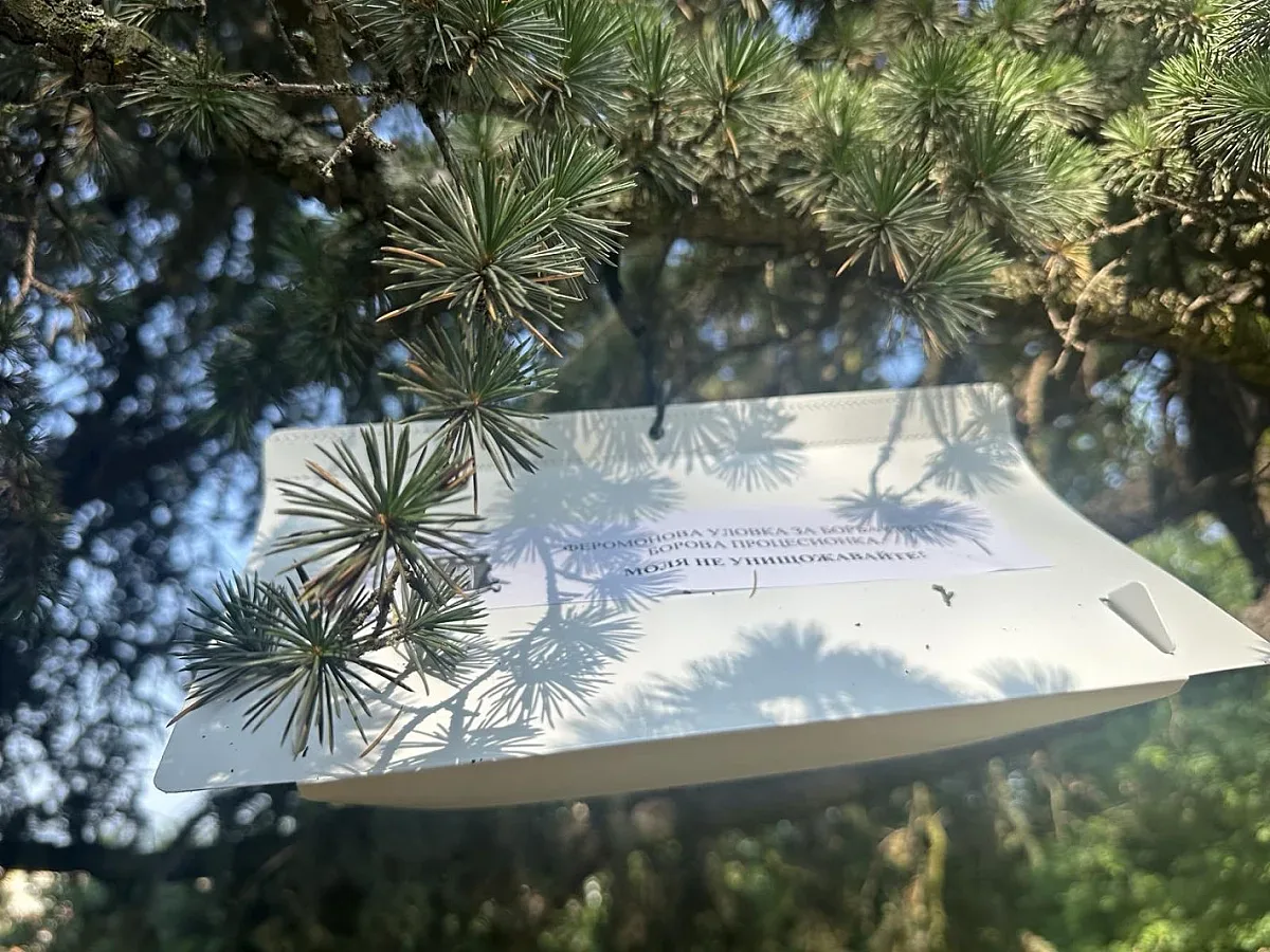 Целият лесопарк “Тюлбе” обхванат от мярка срещу боровата процесионка