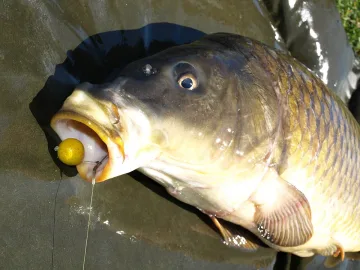 Направиха ни на шарани