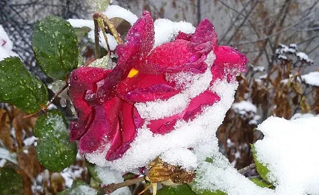 От тази нощ: Температурите падат под нулата, сняг в Северозапада