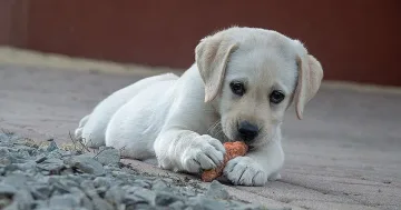 Откриха нова формула за здравето на домашните кучета