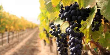 Гроздето перфектно за качествени вина