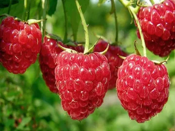 Ето защо малините са най-полезният плод