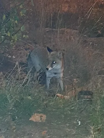 Лисици плъзнаха сред панелките в столичен квартал