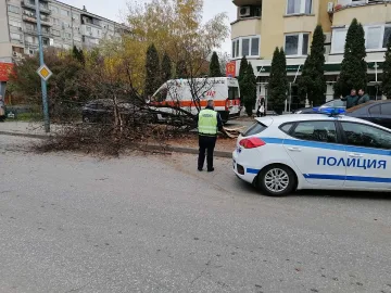 Луд екшън: Порше се заби в дърво, което падна върху 3-ма пешеходци