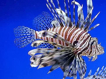 Отровна риба нахлува в Егейско море