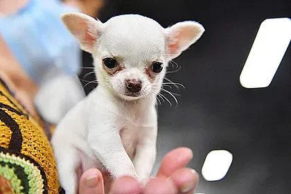 Внимание: Дъждът е опасен за кучетата. Ето защо