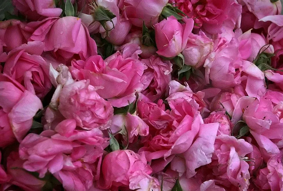 Дават по 100 лв. извънредна субсидия за розите