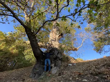 Легендите за най-дебелото дърво в България