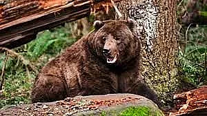 Стръвница тропа по селските врати посред бял ден