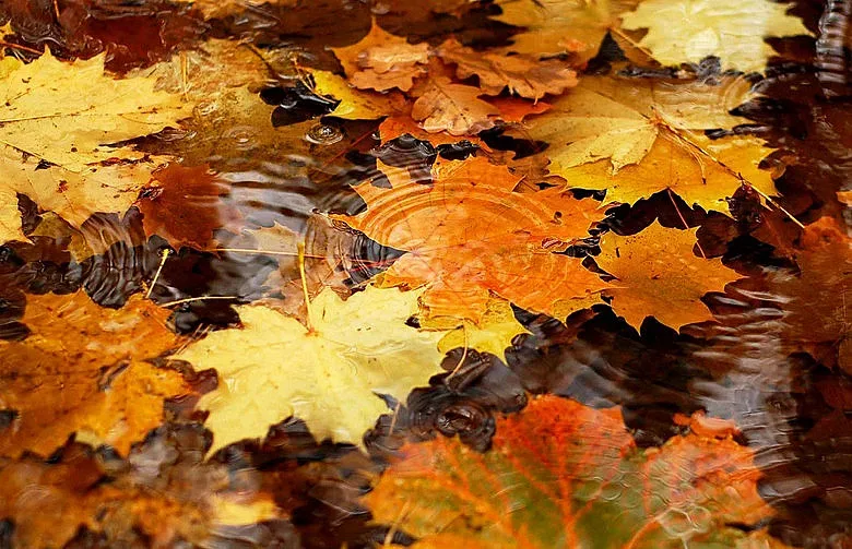 Студена сутрин, жълт код за ниски температури и слани