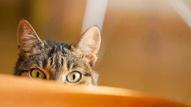 Котарак се завърна при стопаните след 10 г. в неизвестност