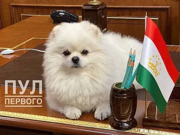 Кое е най-известното президентско куче? Умка