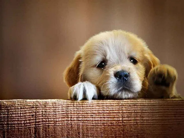 Ново 20 - малките кученца носят опасна бактерия