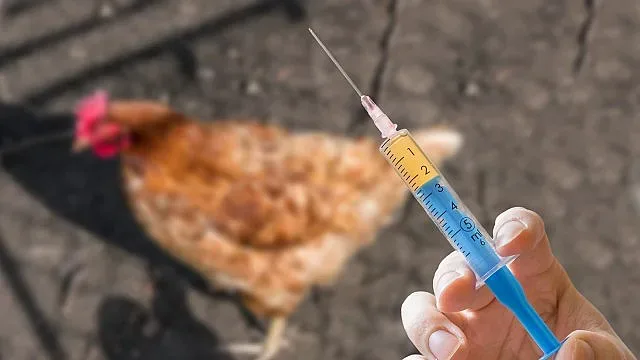 Огнище на птичи грип у нас! Къде пламна