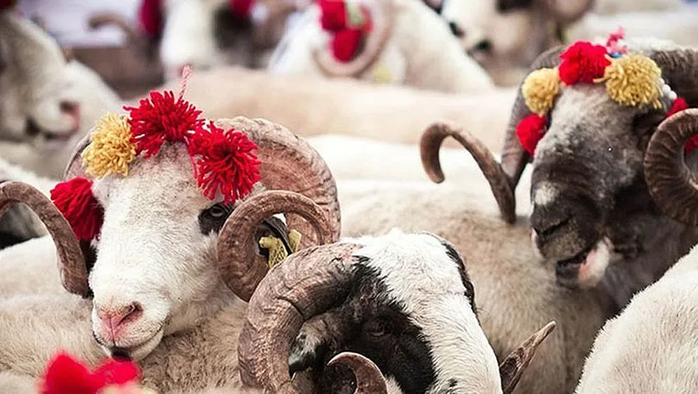 Голям празник е! Кой има право да дава курбан