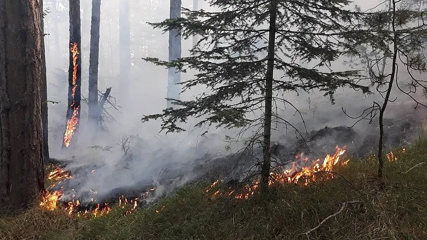 Огънят край Югово обхвана 1000 декара гора