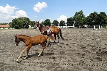 Конната база на Тракийски университет има нужда от доброволци