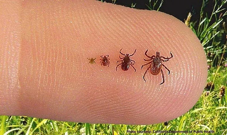 Внимание! Напаст от кърлежи