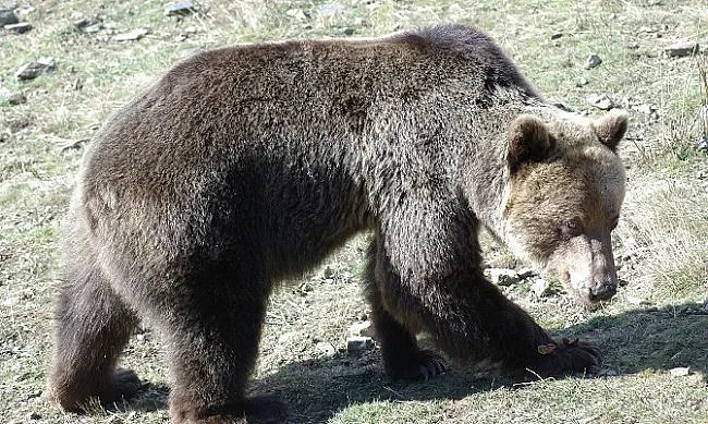 Решиха дали да оставят жива мечката от Белица