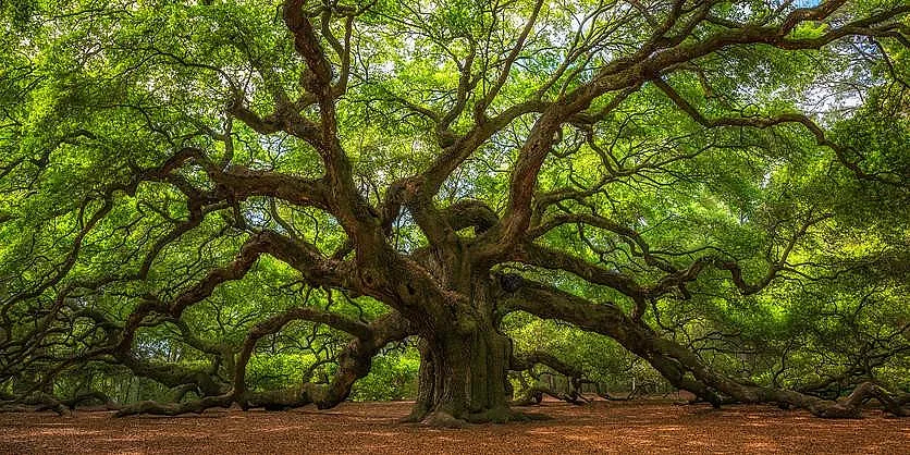 Дърветата са като хората – помнят, страхуват се, самоубиват се