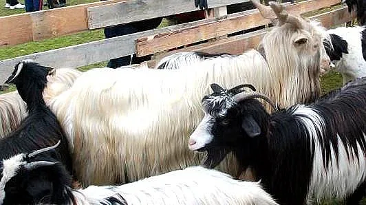 Мълния изпепели обор с 15 пръча, гледани за кукерски костюми