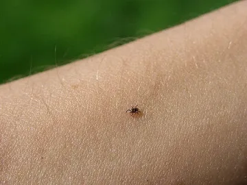 Бум на ухапвания от кърлежи в София