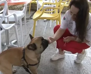 Сладолед за кучета - хит в Несебър