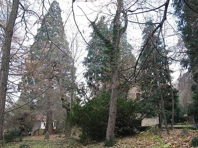 Херо Мустафа припомни секвоите на Фердинанд