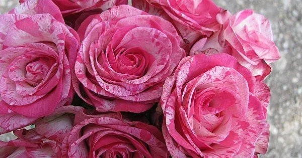 Драма с розите. Без реколта заради градушка и ниски цени