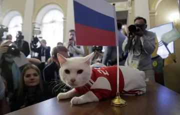 Котаракът Ахил предсказва мачовете от Евро 2021