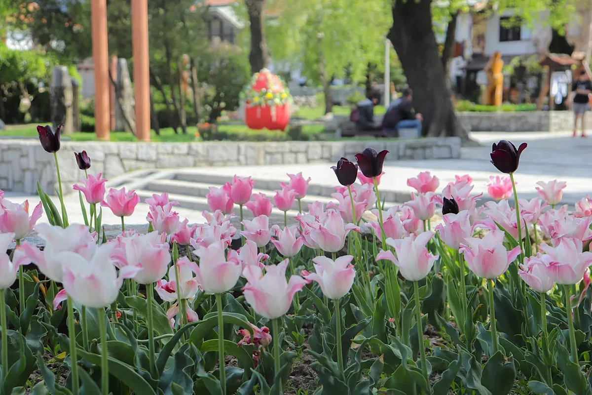 4000 лалета и нарциси красят Банско