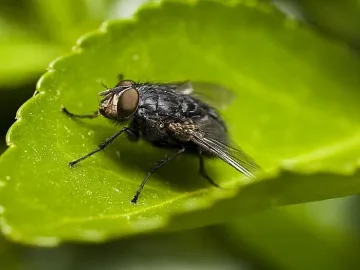 Прозорците затворени. Мухите носят коронавирус