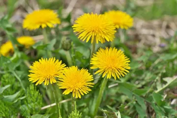 Леко захлаждане с кратки гергьовски дъждове